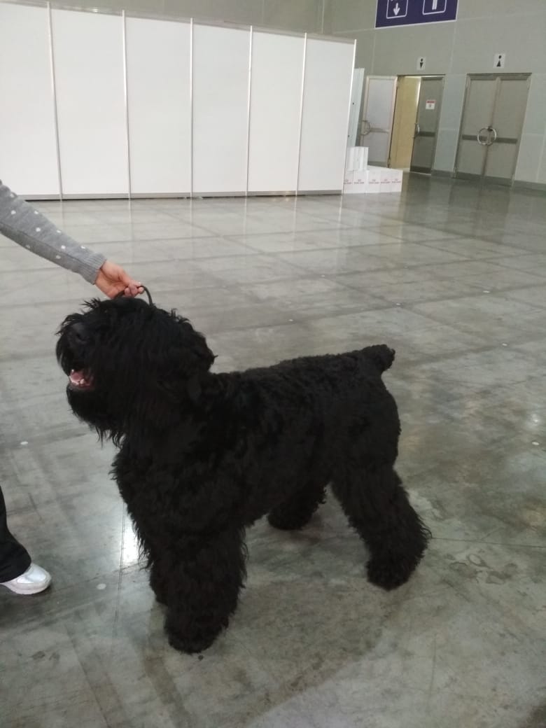 Евразия, Крокус Экспо